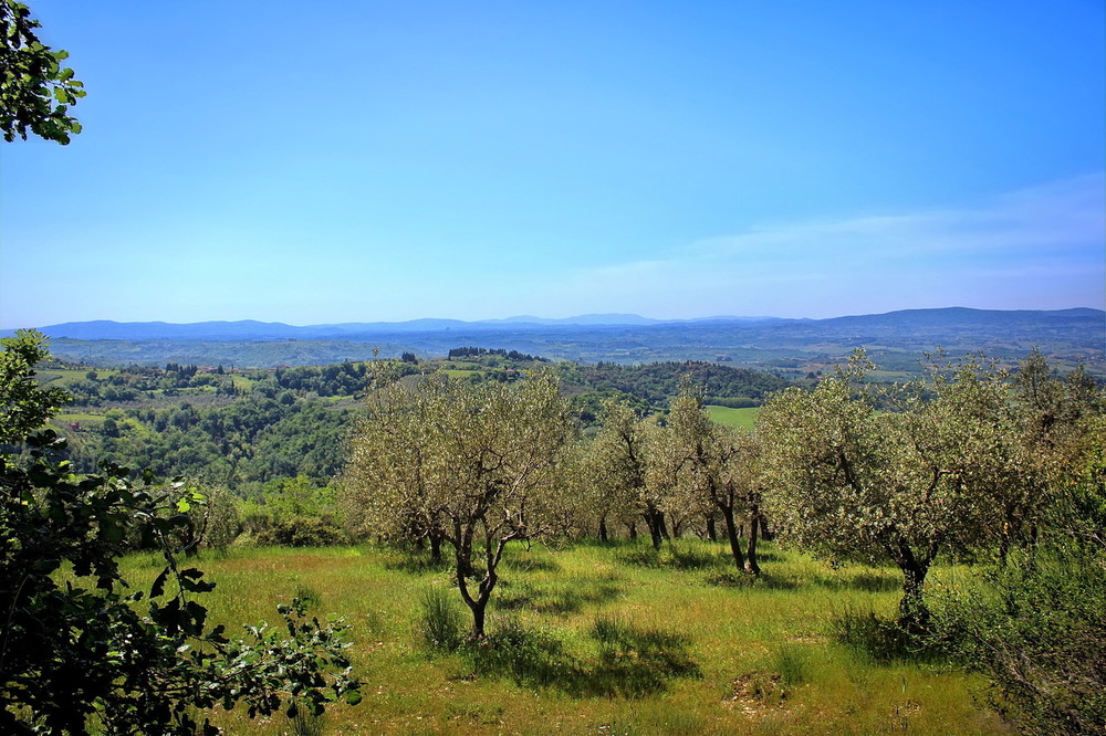 Фотографія Коли ще не цвіли оливи.. / Ірина Кулікова / photographers.ua