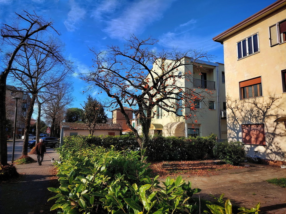 Фотографія Хурма Street )) / Ірина Кулікова / photographers.ua