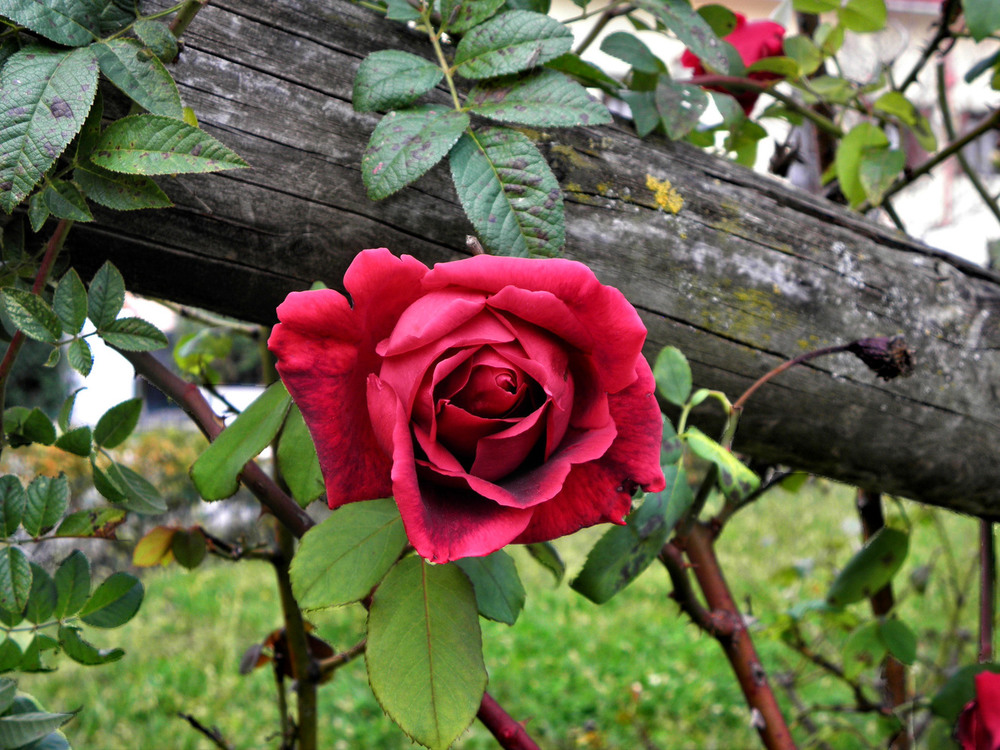 Фотографія Пишалась троянда красою.. / Ірина Кулікова / photographers.ua