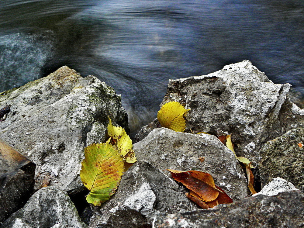 Фотографія Співають листочки з бистрою водою.. / Ірина Кулікова / photographers.ua