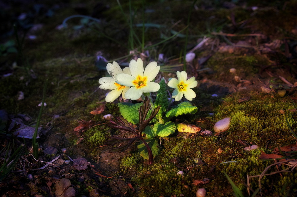 Фотографія *** / Ірина Кулікова / photographers.ua