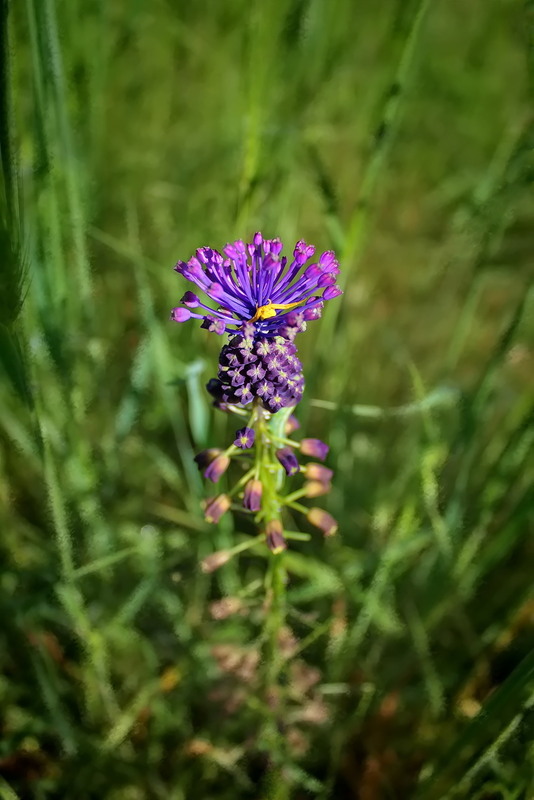 Фотографія Прибулець / Ірина Кулікова / photographers.ua