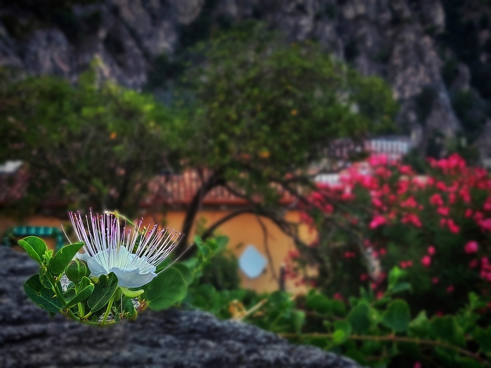 Фотографія Квітка spinosa, come rosa... / Ірина Кулікова / photographers.ua