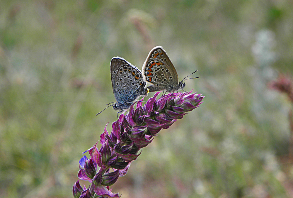 Фотографія Травневі метелики / Ірина Кулікова / photographers.ua