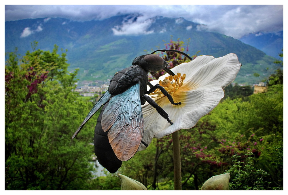 Фотографія Сади Trauttmansdorf / Ірина Кулікова / photographers.ua