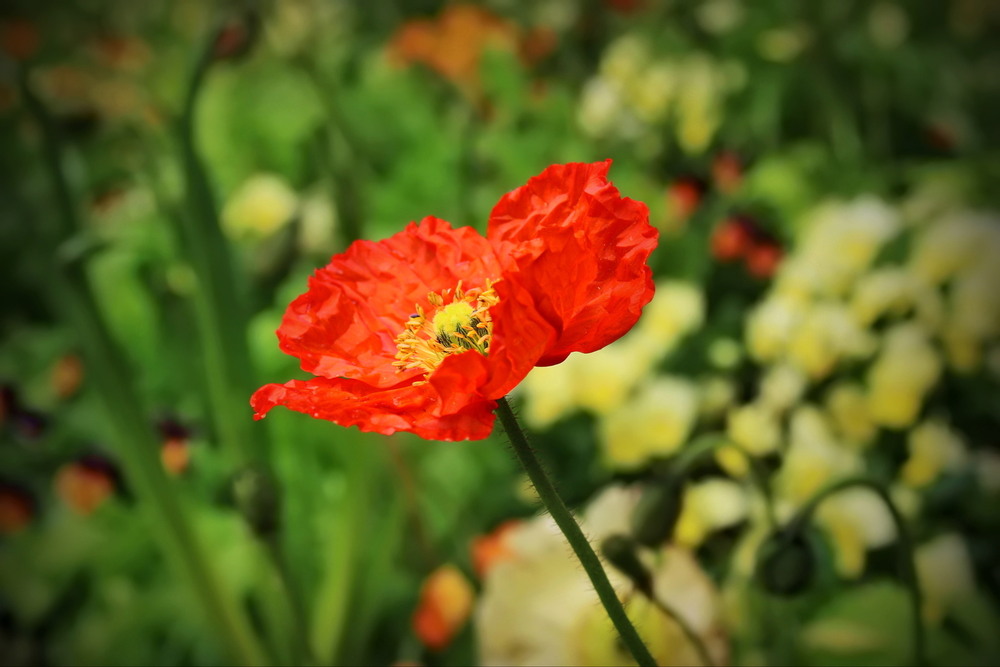 Фотографія Сонячно / Ірина Кулікова / photographers.ua