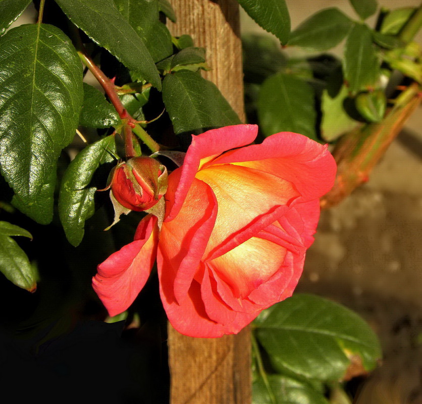 Фотографія Жовтнева троянда опівдні / Ірина Кулікова / photographers.ua