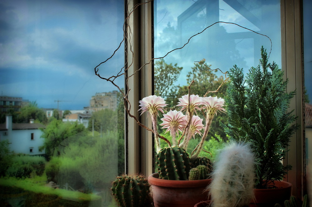 Фотографія Замріяний кактус / Ірина Кулікова / photographers.ua