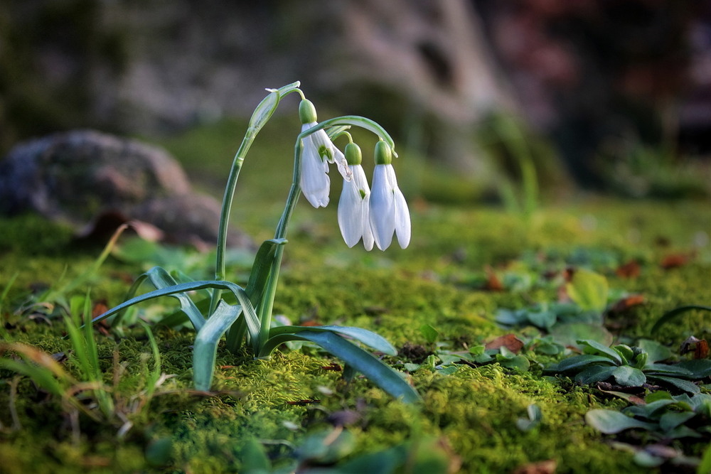 Фотографія Якось наприкінці лютого.. / Ірина Кулікова / photographers.ua