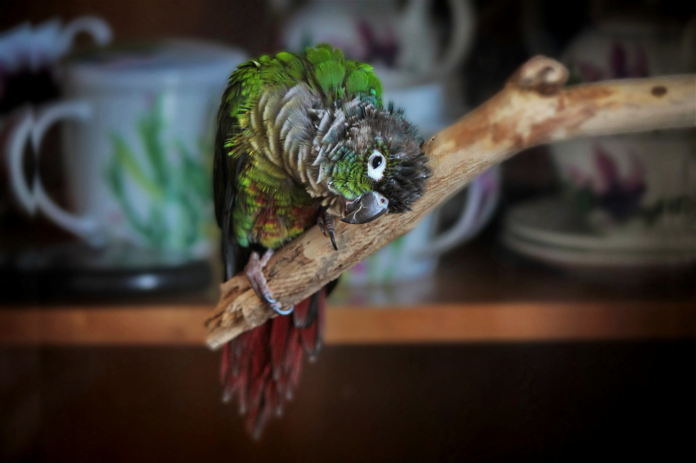 Фотографія Paco / Ірина Кулікова / photographers.ua