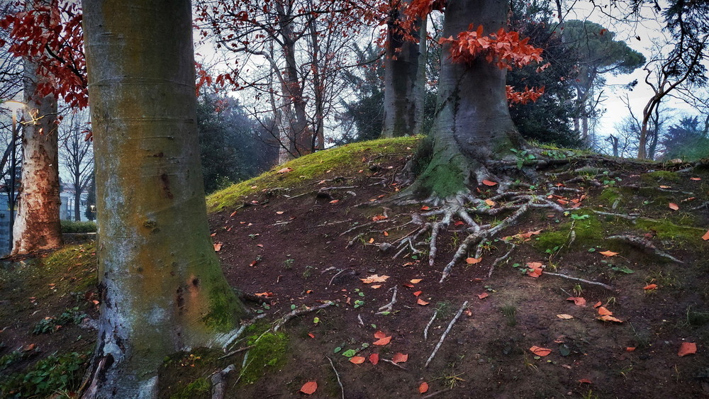 Фотографія В вечірньому парку взимку.. / Ірина Кулікова / photographers.ua