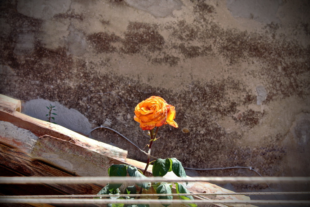 Фотографія Серед мотузок.. / Ірина Кулікова / photographers.ua