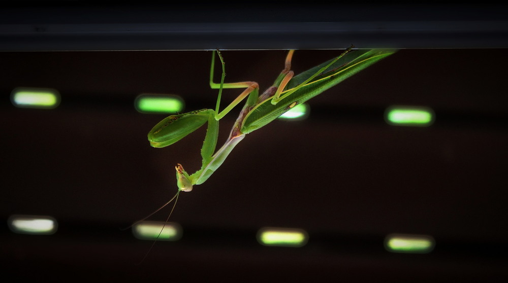 Фотографія Прибулець / Ірина Кулікова / photographers.ua