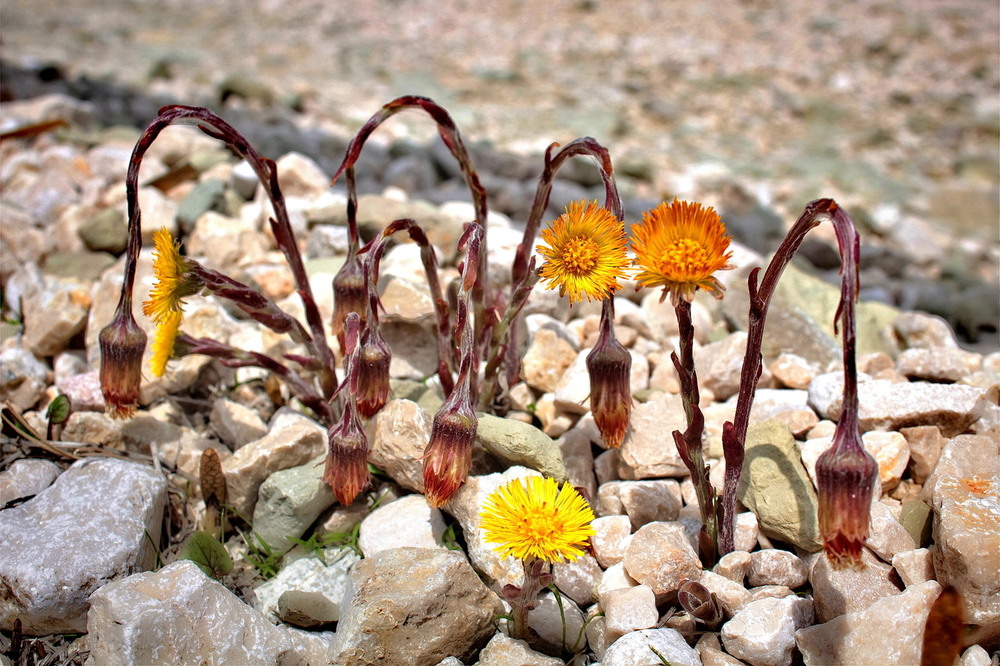 Фотографія Чи мати.. чи мачуха.. / Ірина Кулікова / photographers.ua