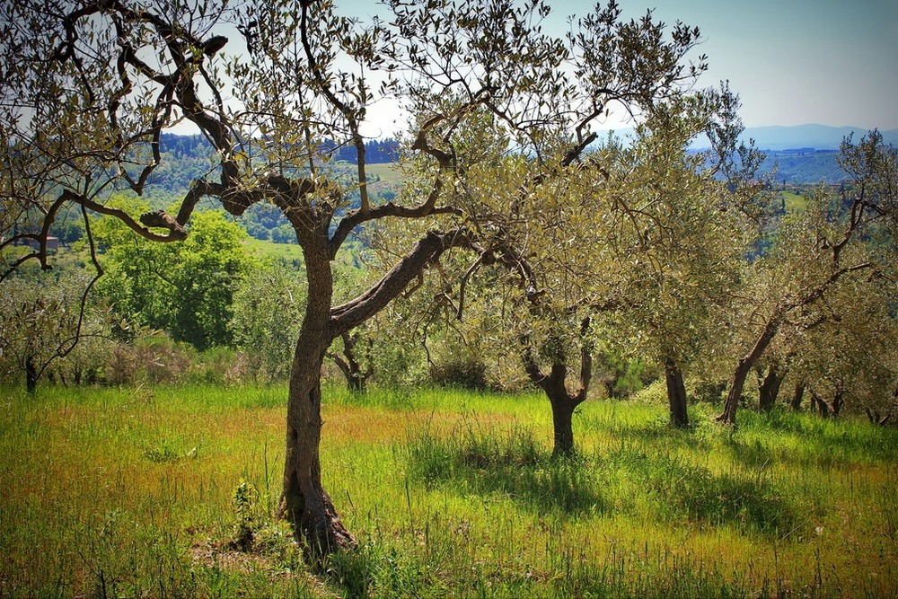 Фотографія Сонячно і яскраво / Ірина Кулікова / photographers.ua