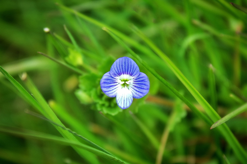 Фотографія Вероніка / Ірина Кулікова / photographers.ua