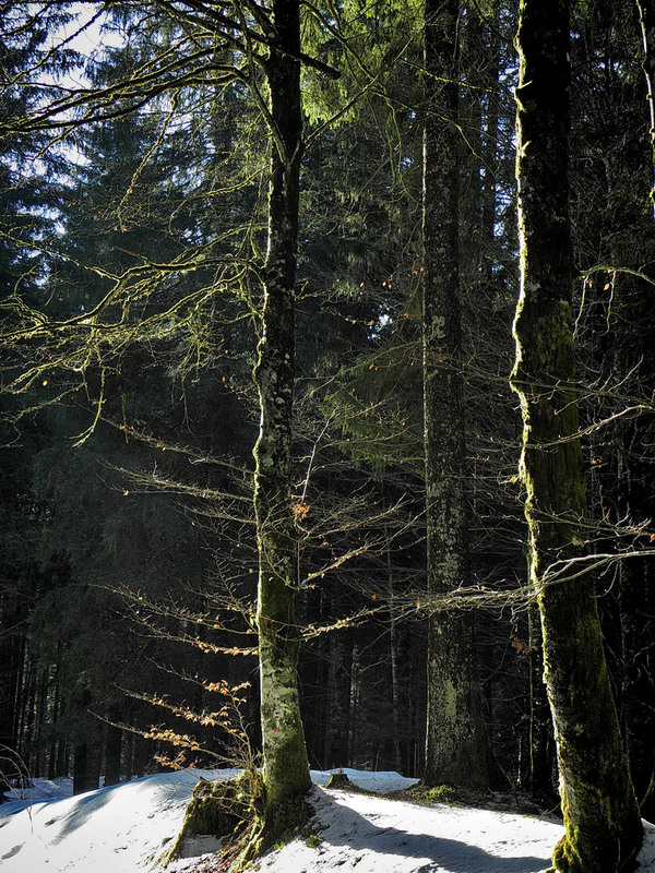 Фотографія У лісі темному.. / Ірина Кулікова / photographers.ua