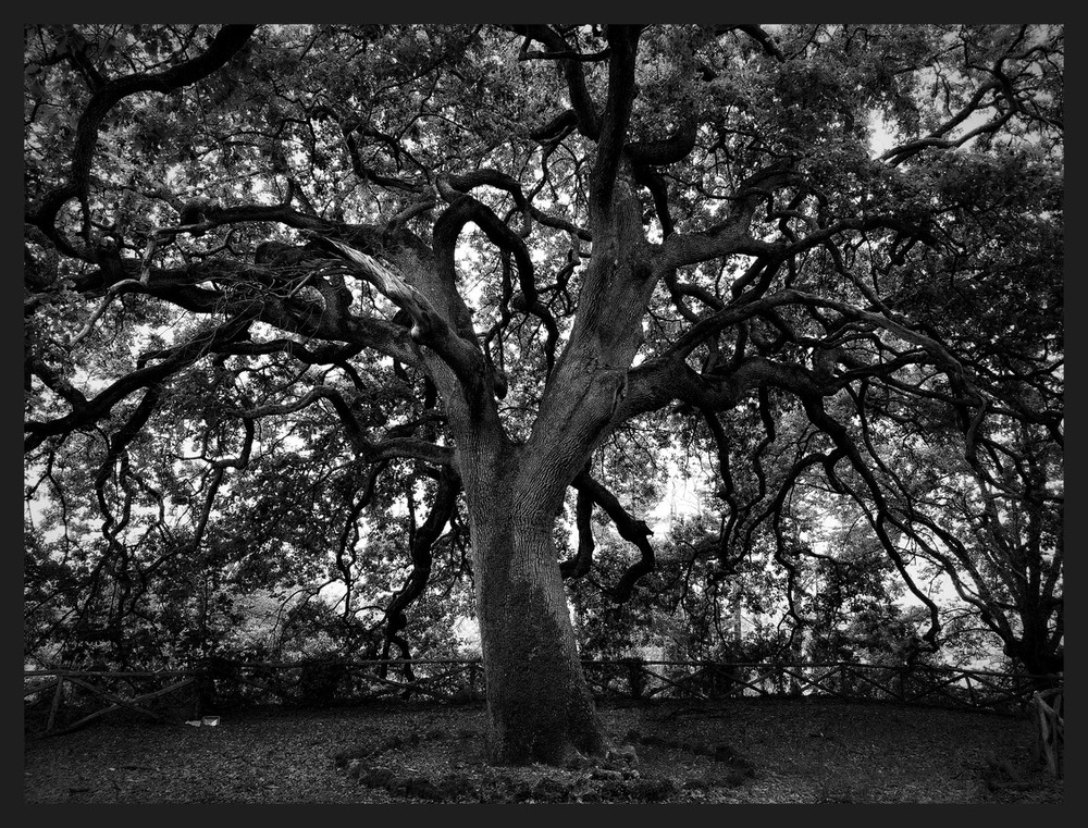 Фотографія Коли тобі 300 років, а ти ще не старий.. / Ірина Кулікова / photographers.ua