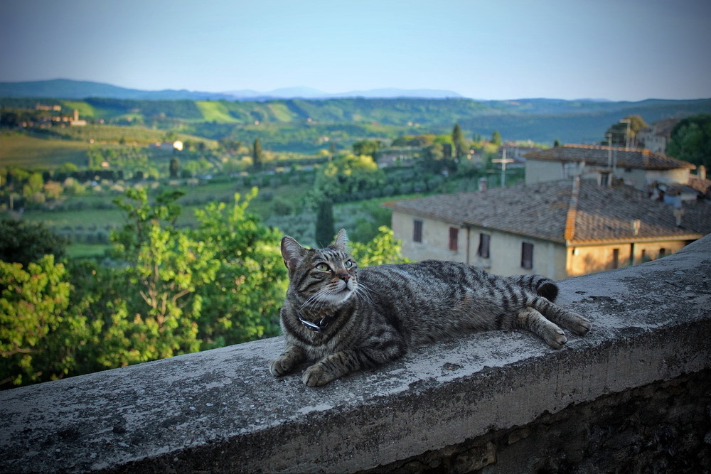Фотографія Слідкуйте за поглядом.. / Ірина Кулікова / photographers.ua