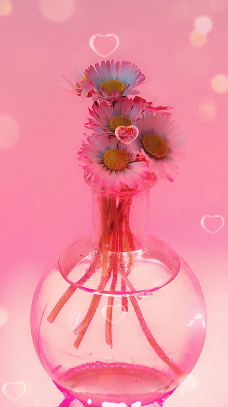 Фотографія Стокротки / Ірина Кулікова / photographers.ua