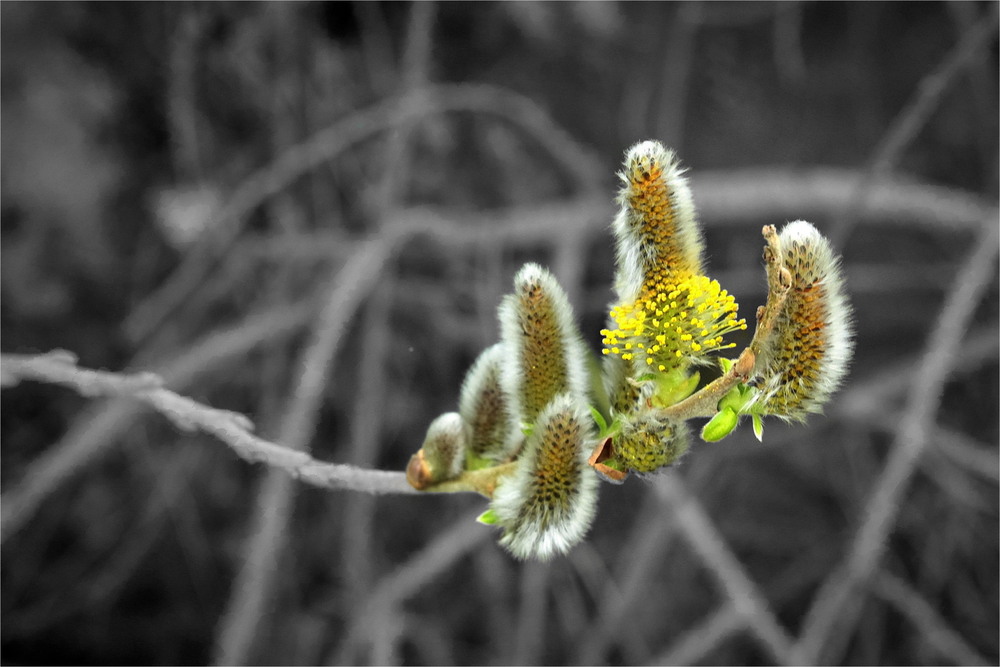 Фотографія Котики в святковій спідниці / Ірина Кулікова / photographers.ua