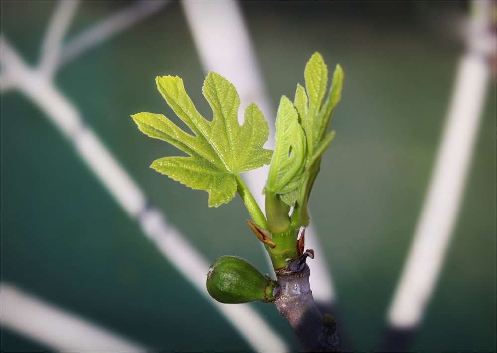 Фотографія Зелені долоньки смоковниці / Ірина Кулікова / photographers.ua