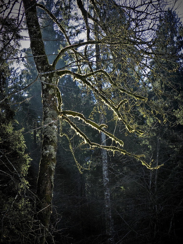 Фотографія Казковості світла в лісі.. / Ірина Кулікова / photographers.ua