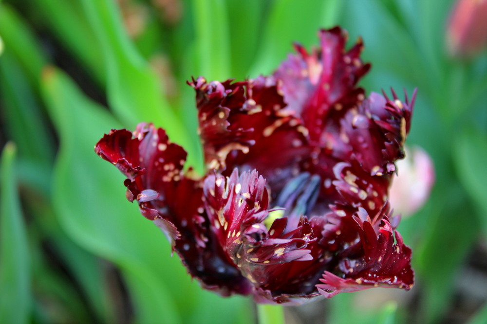 Фотографія Полум'я помсти. Присвячення. / Ірина Кулікова / photographers.ua