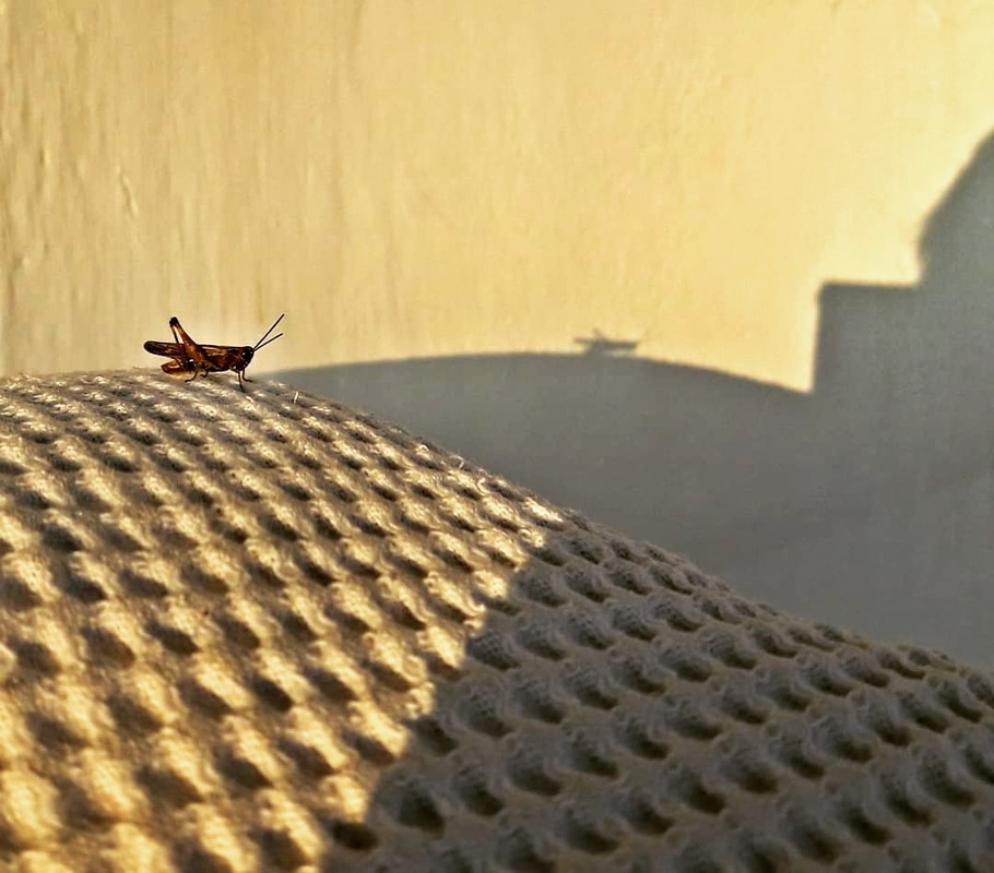 Фотографія Коник на балкон заскочив погрітися на полуденному сонечку / Ірина Кулікова / photographers.ua