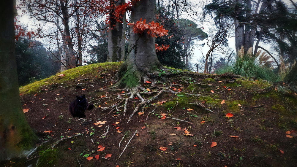 Фотографія Бажання здійснюються.. / Ірина Кулікова / photographers.ua