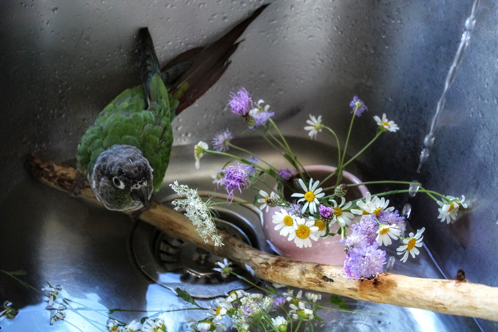 Фотографія Пако / Ірина Кулікова / photographers.ua