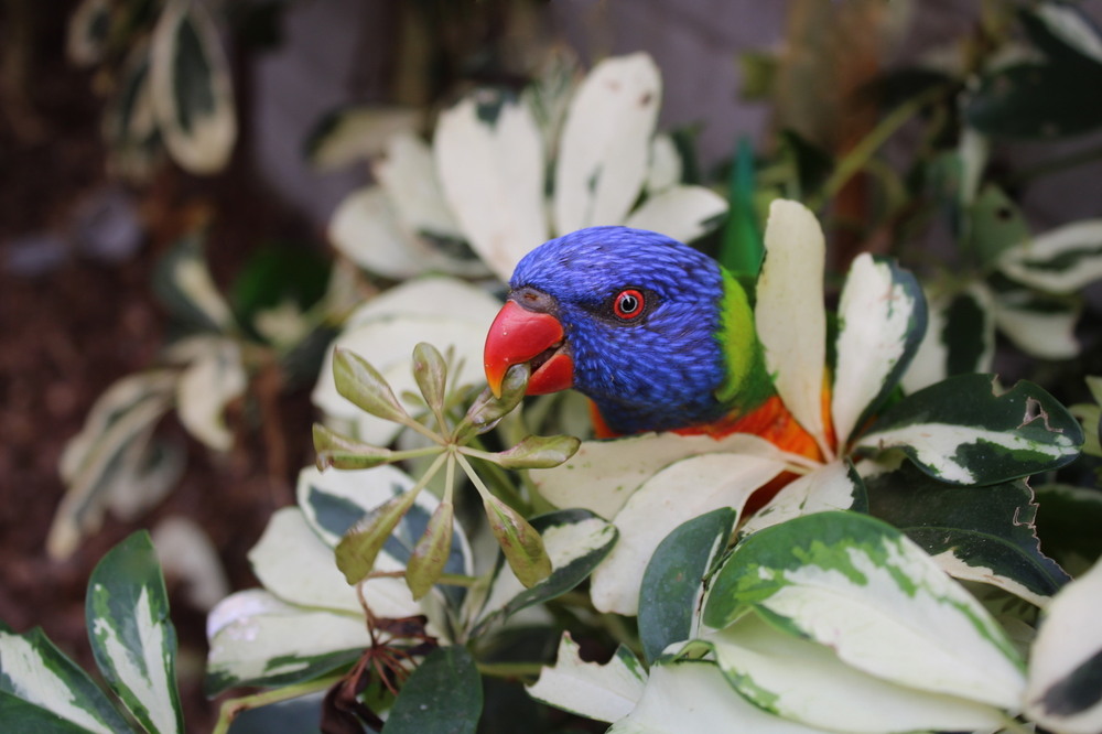 Фотографія Зацікавлений погляд.. / Ірина Кулікова / photographers.ua