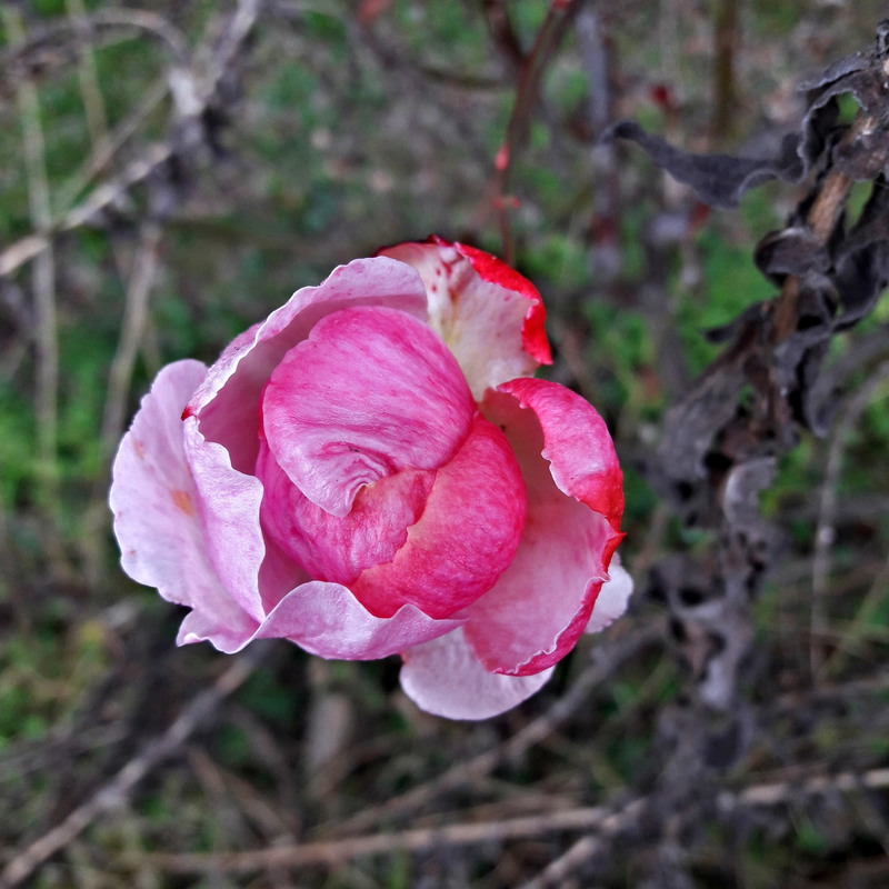 Фотографія Погляд ще однієї троянди, що зимує.. / Ірина Кулікова / photographers.ua
