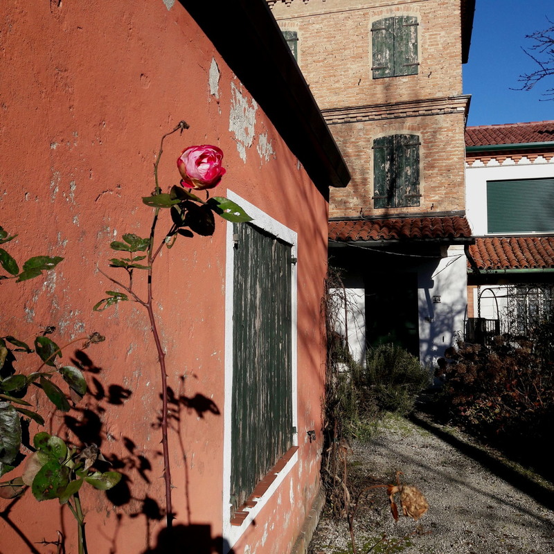 Фотографія Троянда під зимовим сонцем на фоні стіни, що чекає догляду..) / Ірина Кулікова / photographers.ua