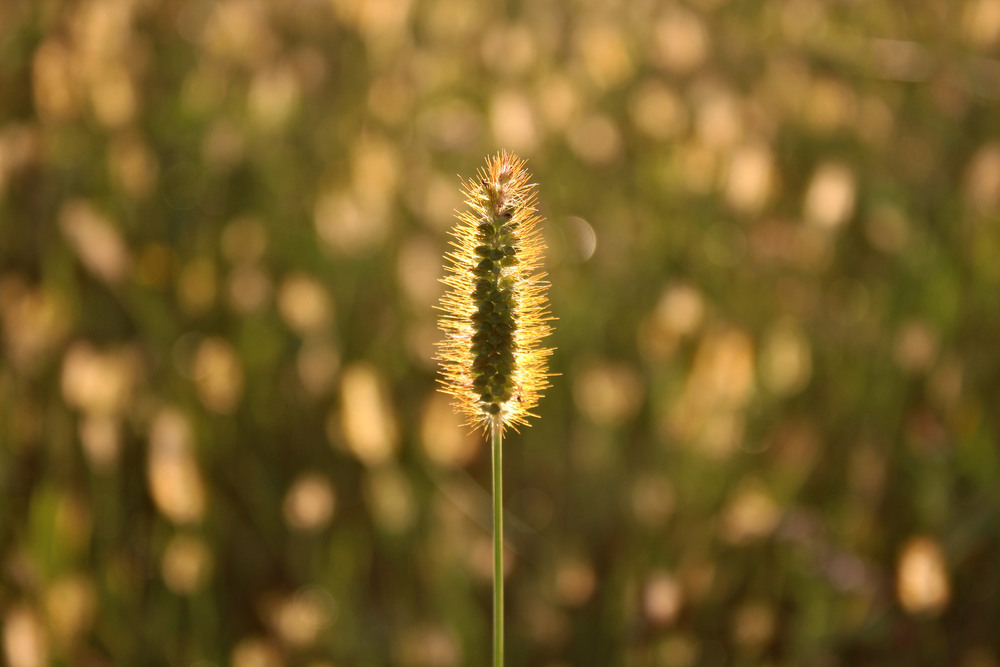 Фотографія Сонце. Роса.. Ранок.. / Ірина Кулікова / photographers.ua