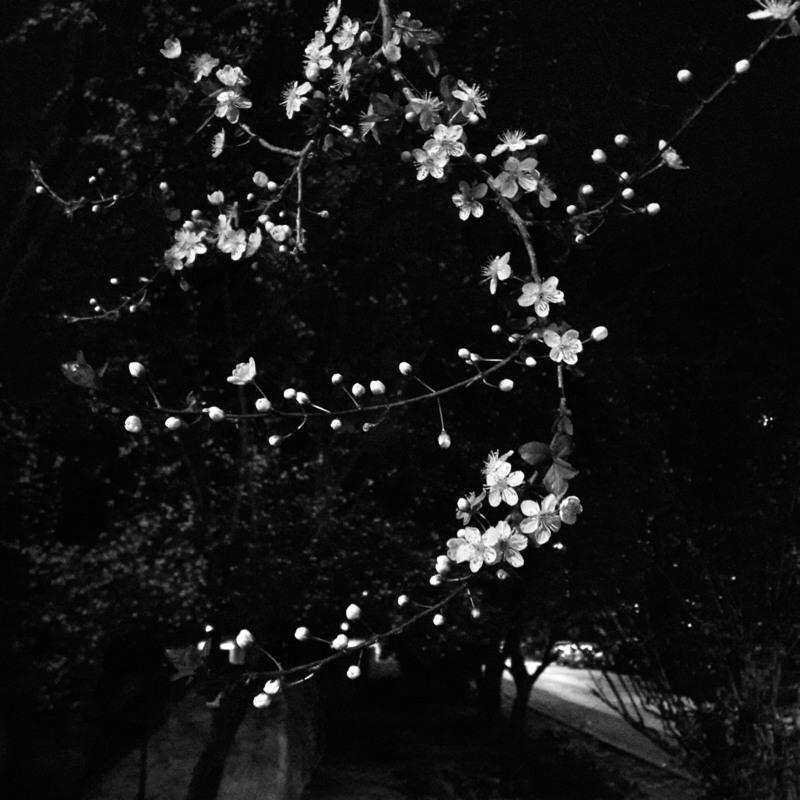 Фотографія Вишнєплодна слива квітувала вночі.. / Ірина Кулікова / photographers.ua