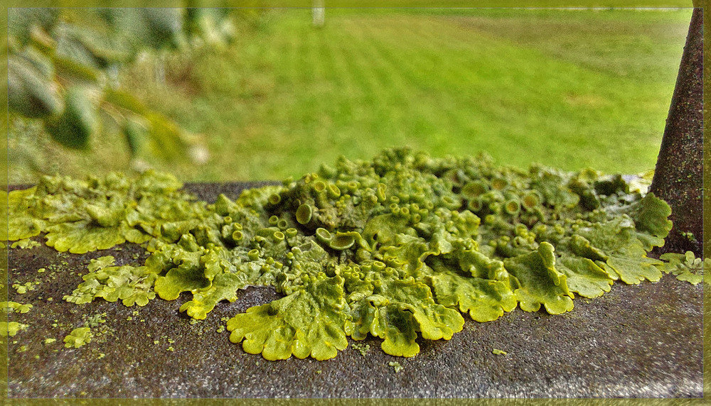 Фотографія З життя лишайників.. / Ірина Кулікова / photographers.ua