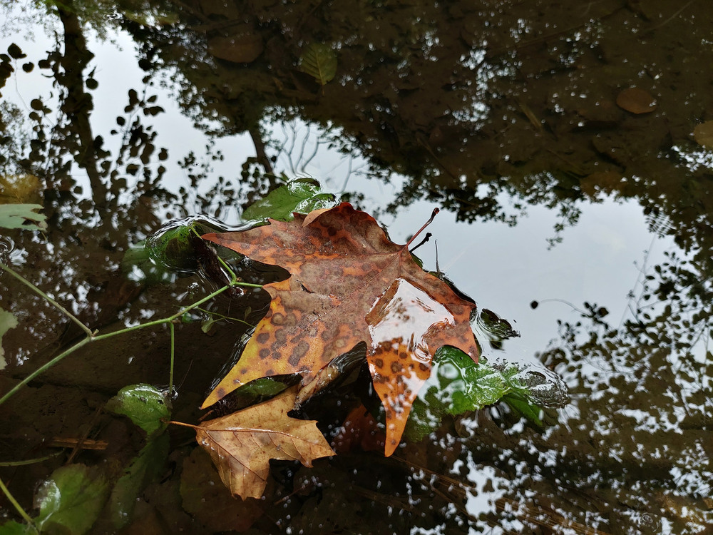 Фотографія На річці Сілє.. / Ірина Кулікова / photographers.ua