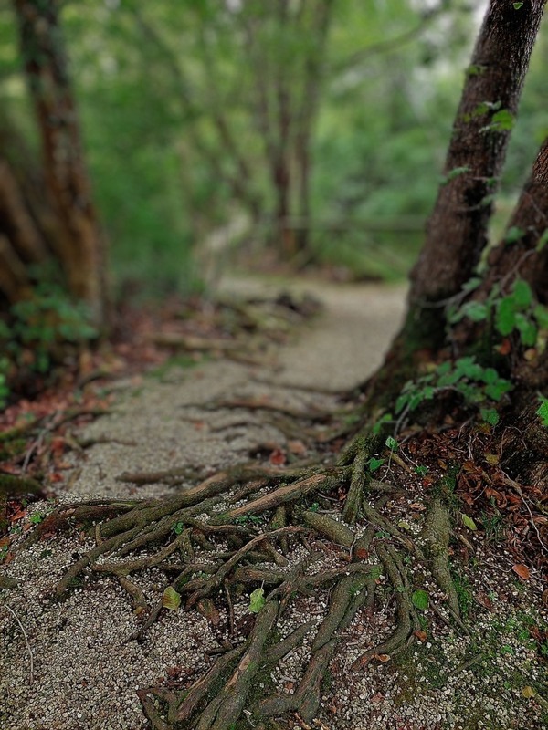 Фотографія Корені / Ірина Кулікова / photographers.ua