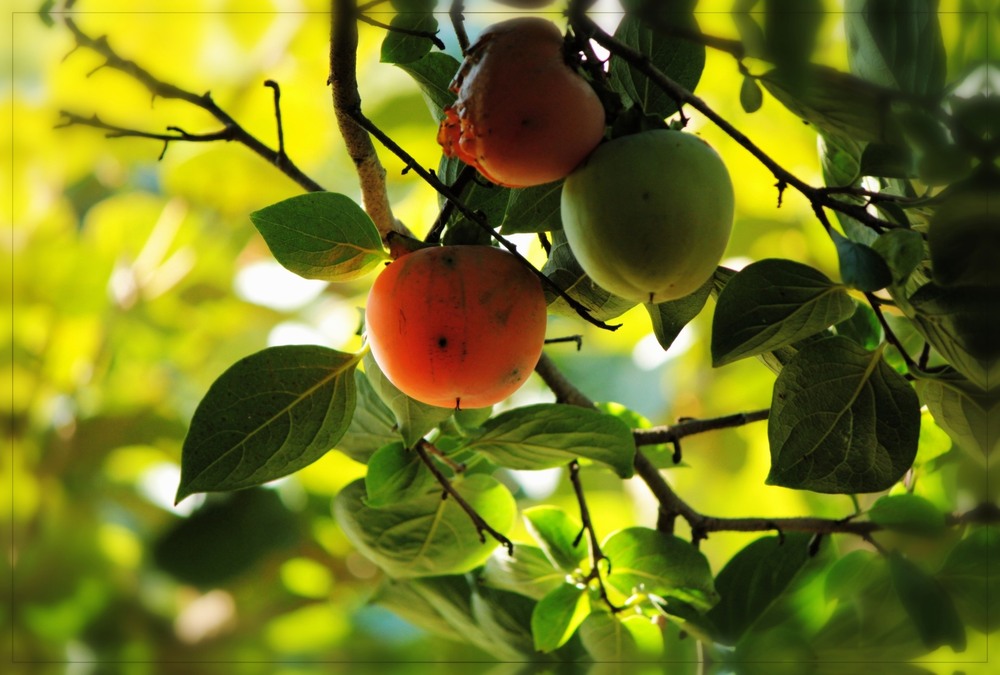 Фотографія Часто смачненьке ховається в тіні.. / Ірина Кулікова / photographers.ua