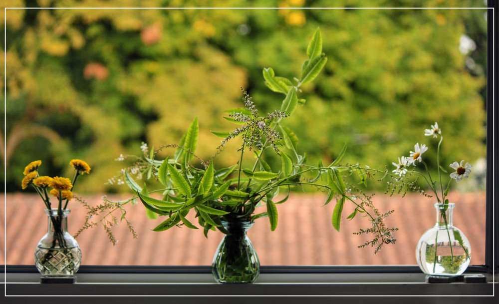 Фотографія Лимонна Вербена на завіконному тлі нашої кухні / Ірина Кулікова / photographers.ua