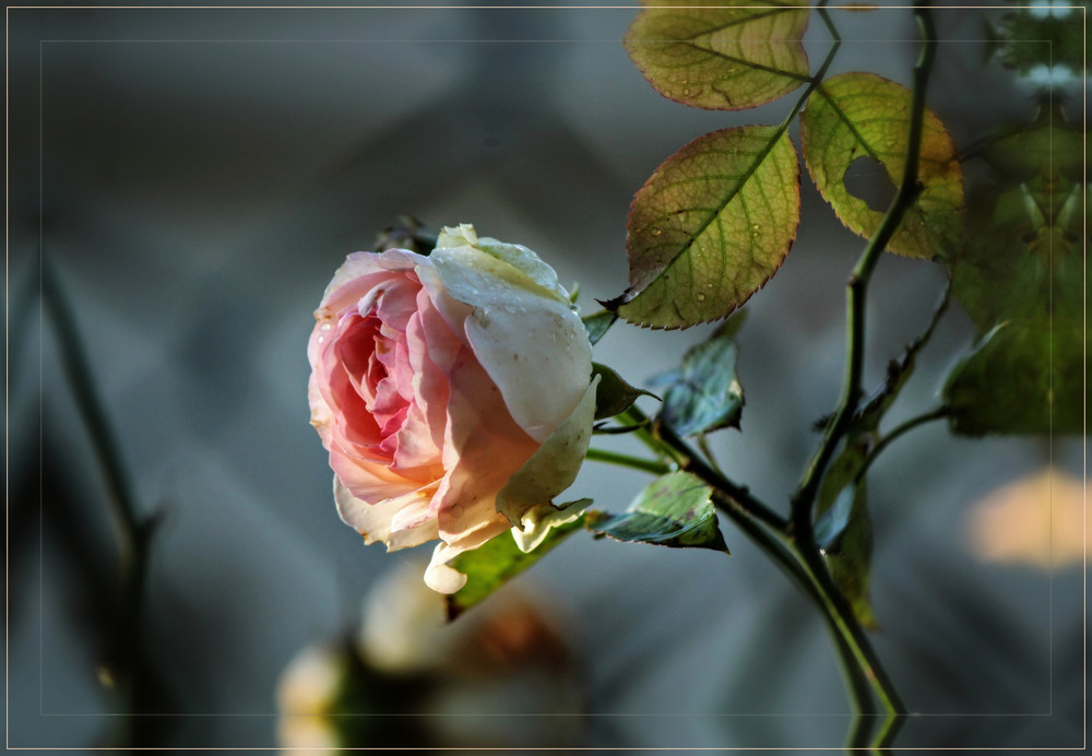 Фотографія Часто краса ховається в тіні.. / Ірина Кулікова / photographers.ua