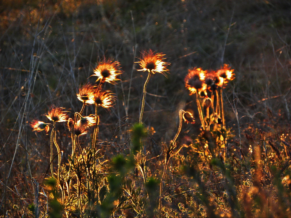 Фотографія Сонцем й вітрами підпалені / Ірина Кулікова / photographers.ua