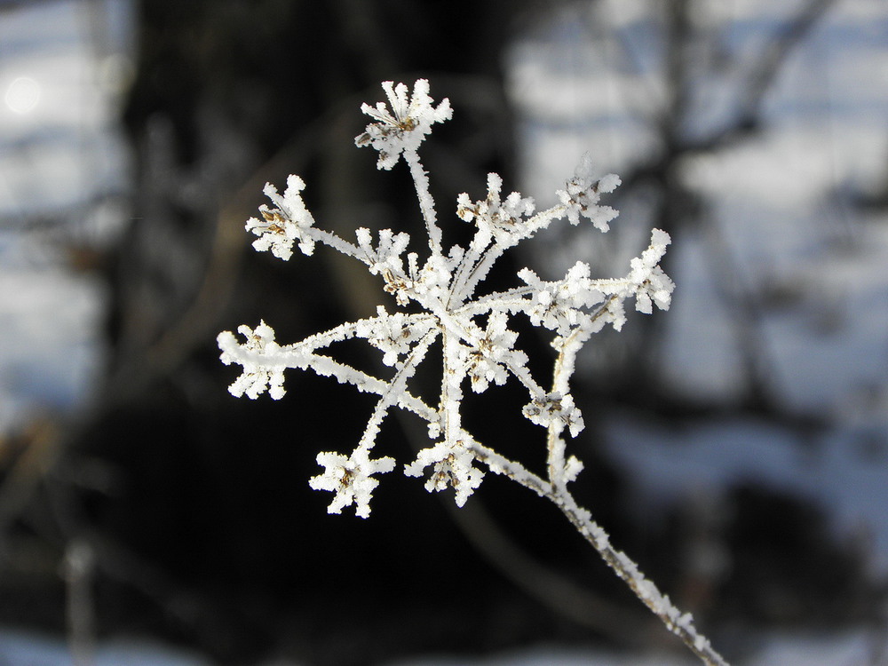 Фотографія "Зимова квітка" / Ірина Кулікова / photographers.ua