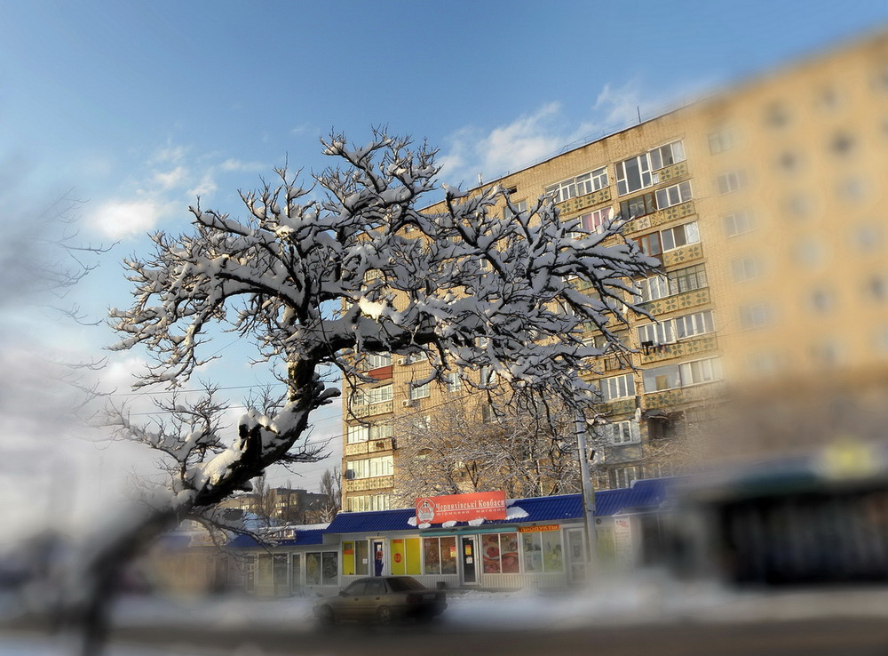 Фотографія Акація взимку в місті / Ірина Кулікова / photographers.ua