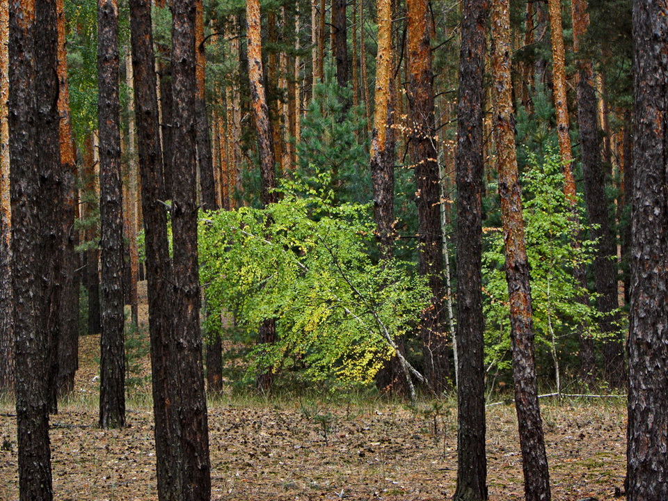 Фотографія Осінь в лісі / Ірина Кулікова / photographers.ua