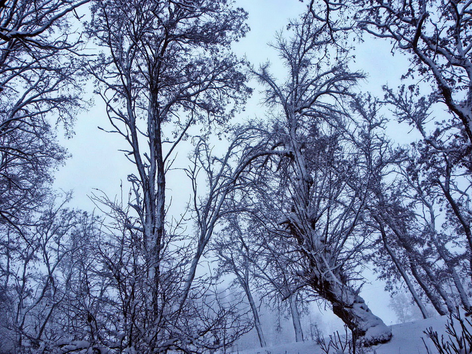 Фотографія До світанку. Дерева. Розмовляють зі мною. / Ірина Кулікова / photographers.ua