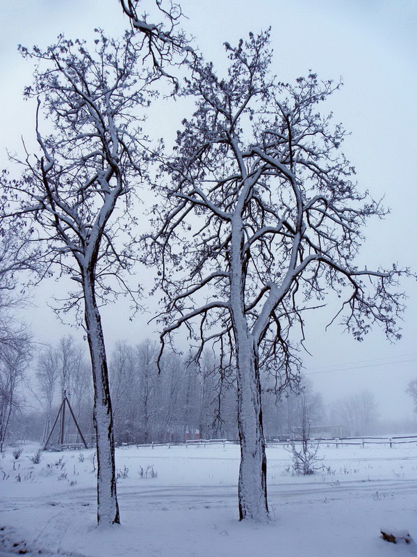 Фотографія Зимова замальовка "Двоє. Третій не зайвий")) / Ірина Кулікова / photographers.ua
