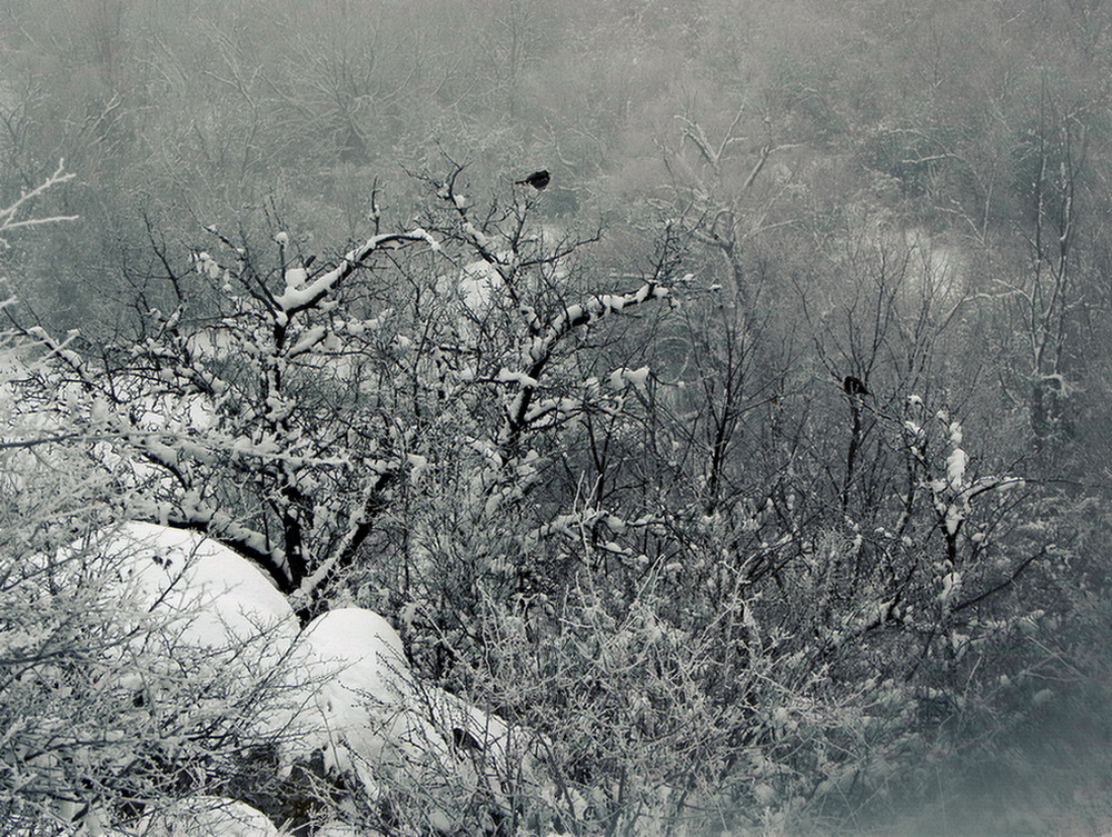 Фотографія Зимовий етюд з чикотенями :) / Ірина Кулікова / photographers.ua