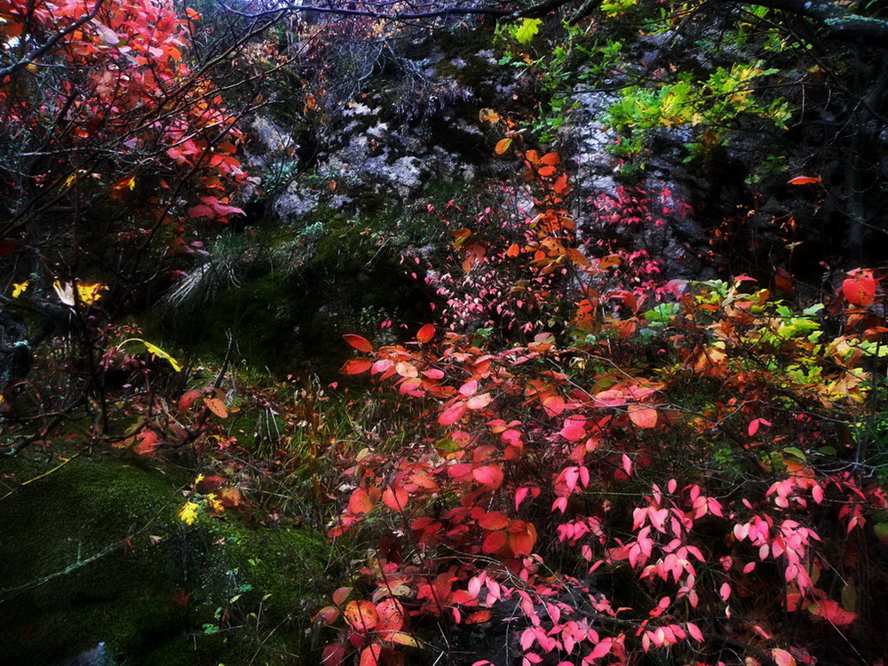 Фотографія Сюрреалістична, але реальна осінь) / Ірина Кулікова / photographers.ua